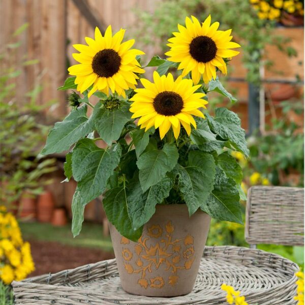 Sunflower