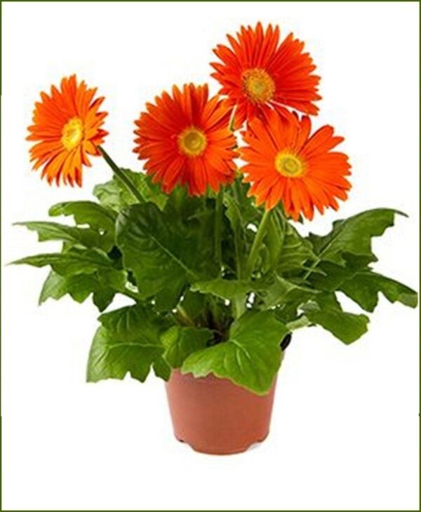 Gerbera Plant