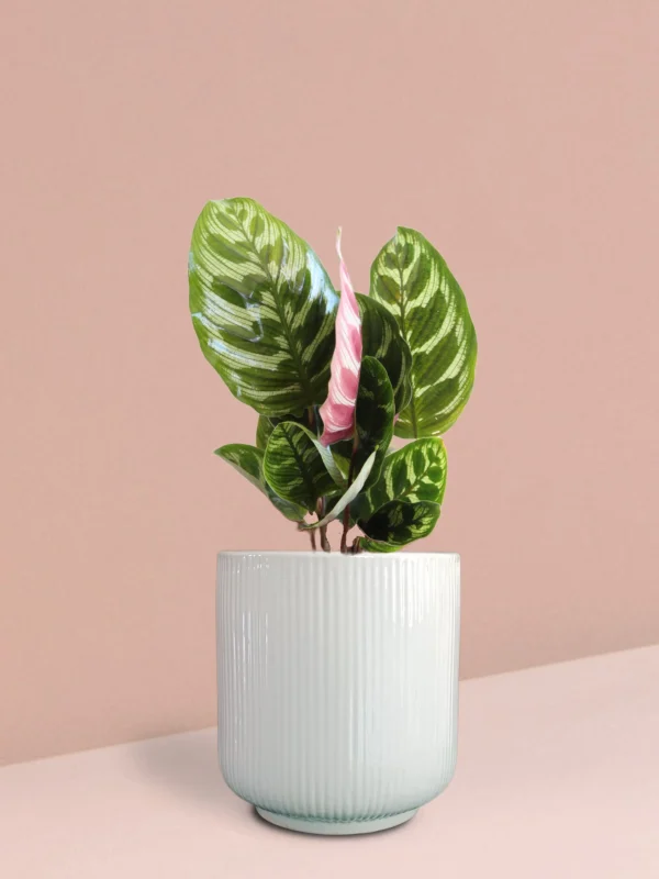 Calathea