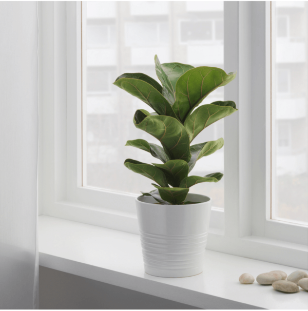 Fiddle Leaf Fig