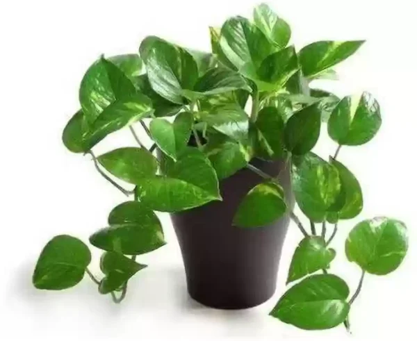 Money Plant