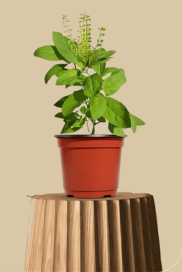 Tulsi